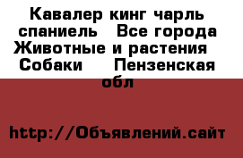 Кавалер кинг чарль спаниель - Все города Животные и растения » Собаки   . Пензенская обл.